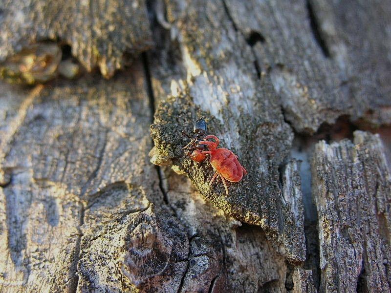 Acaro rosso: Trombididae